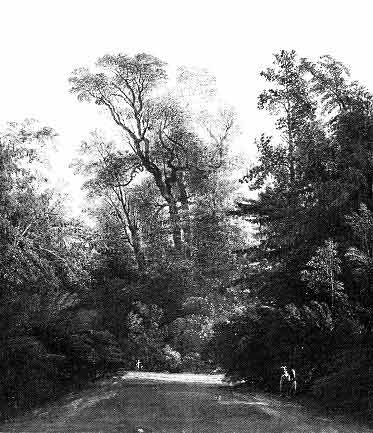 View in Kensington Gardens