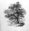 The Oak